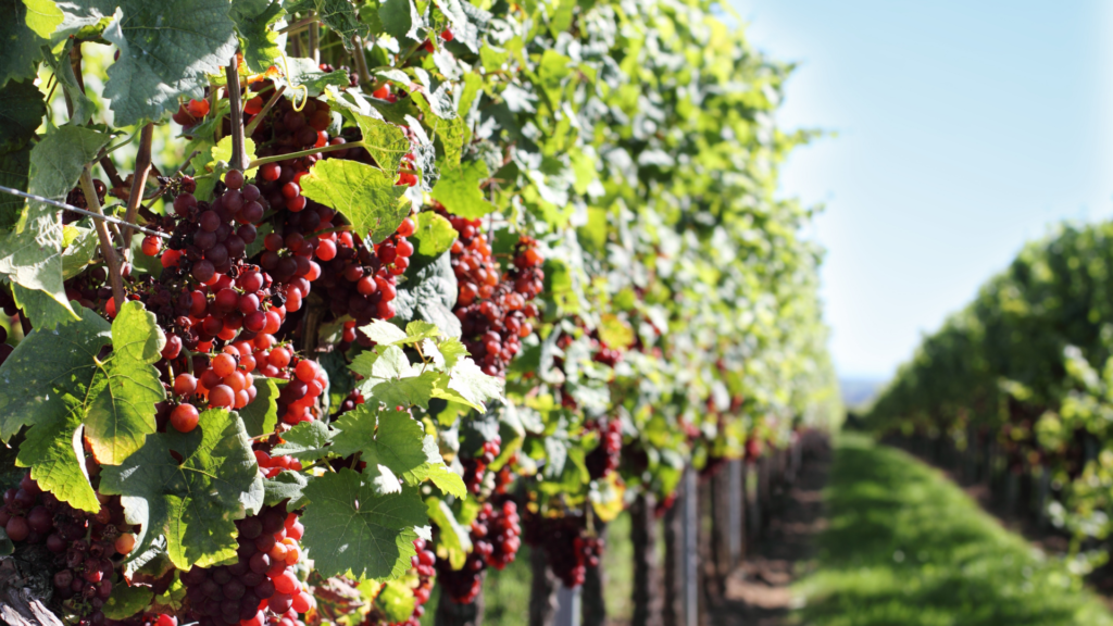 french wine regions
